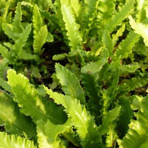 Fougère scolopendre à feuilles étroites - Langue de cerf Asplenium scolopendrium angustatum