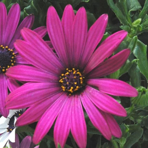 Ostéospermum dimorphothéca - Le pot de 10,5 cm