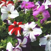 Pétunia retombant coloris variés. Le pot de 10,5 cm