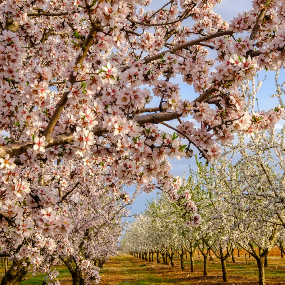 Amandier Prunus dulcis Texas