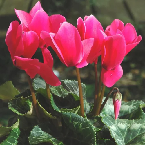 Cyclamen à fleurs multicolores - Le pot Ø 14 cm
