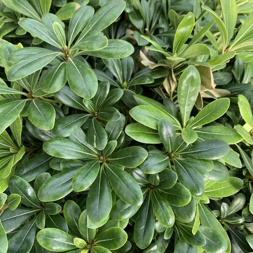 Pittosporum Tobira Compactum vert. Le pot de 5 litres