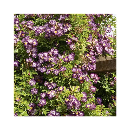 Rosier veilchenblau coloris violet. Le pot de 3 litres