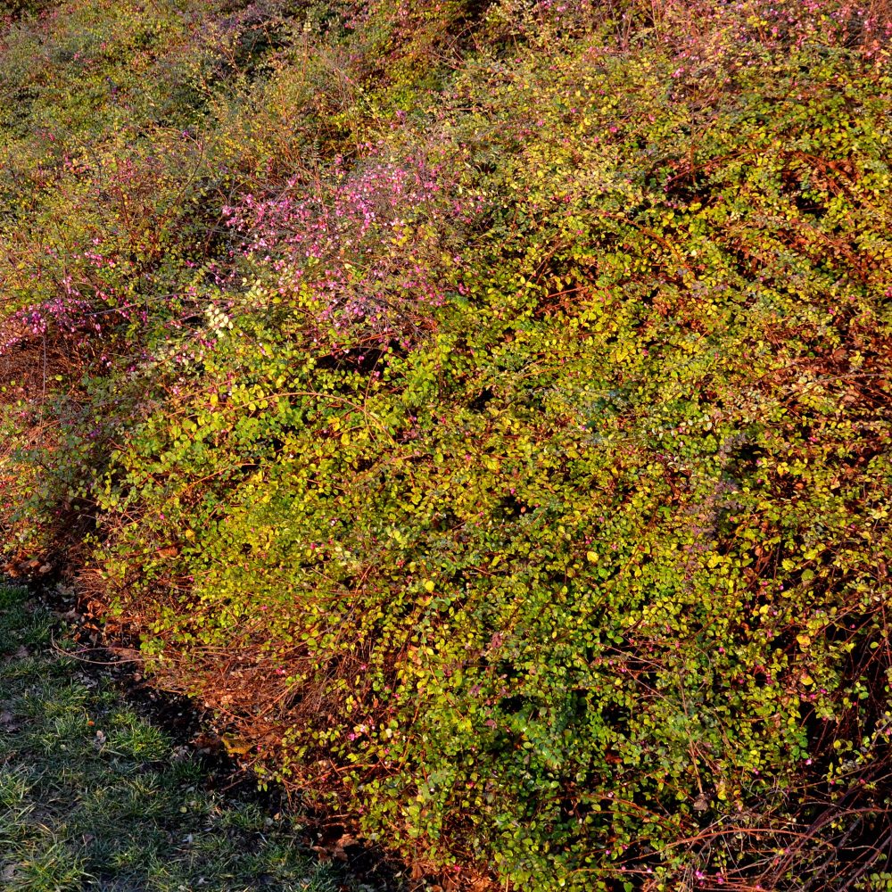 Symphorine de Chenault Hancock Symphoricarpos chenaultii Hancock