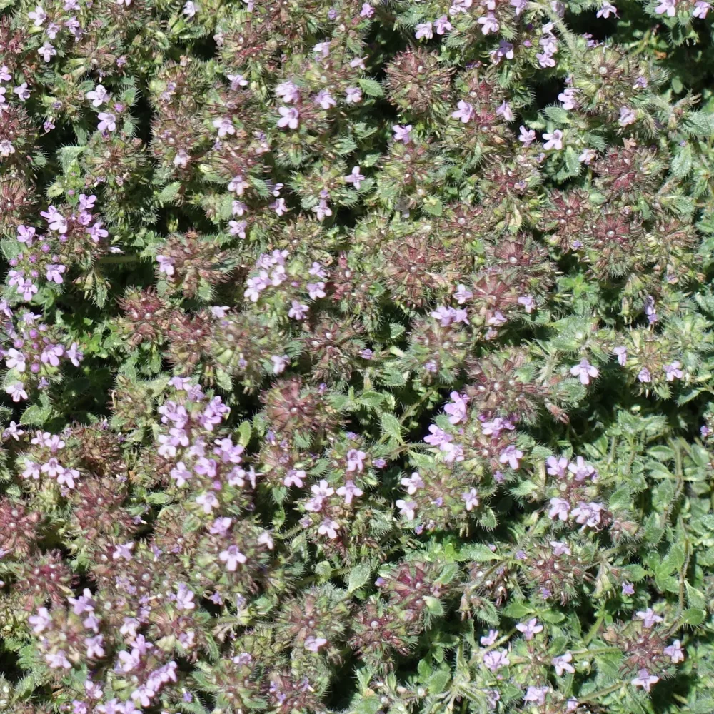 Thym précoce laineux Thymus praecox pseudolanuginosus