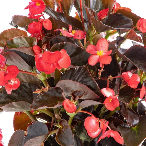 Begonia Big Feuilles Bronzes Fleurs Rouges. Le pot de 1 litre