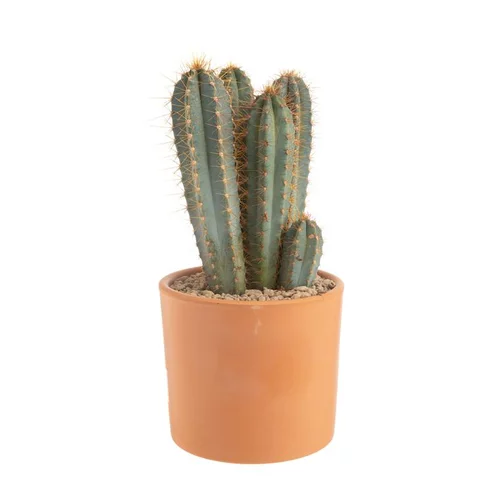 Pilosocereus azureus en pot terre cuite H 10 x Ø 20 cm