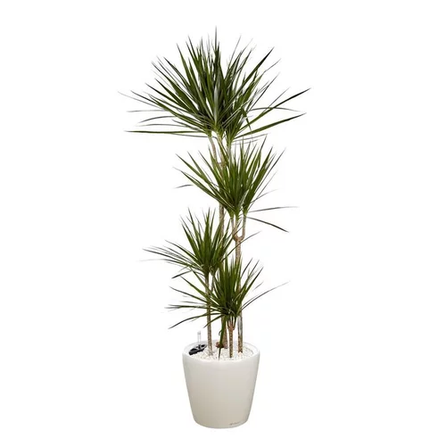 Dracaena marginata 4 tiges et son pot Classico premium Ø 35 blanc