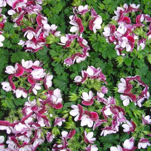 Pelargonium Grandiflorum Candy Flowers - Le pot de 13 cm