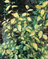 Elaeagnus Ebbingei Limelight Jaune en pot de 3 L