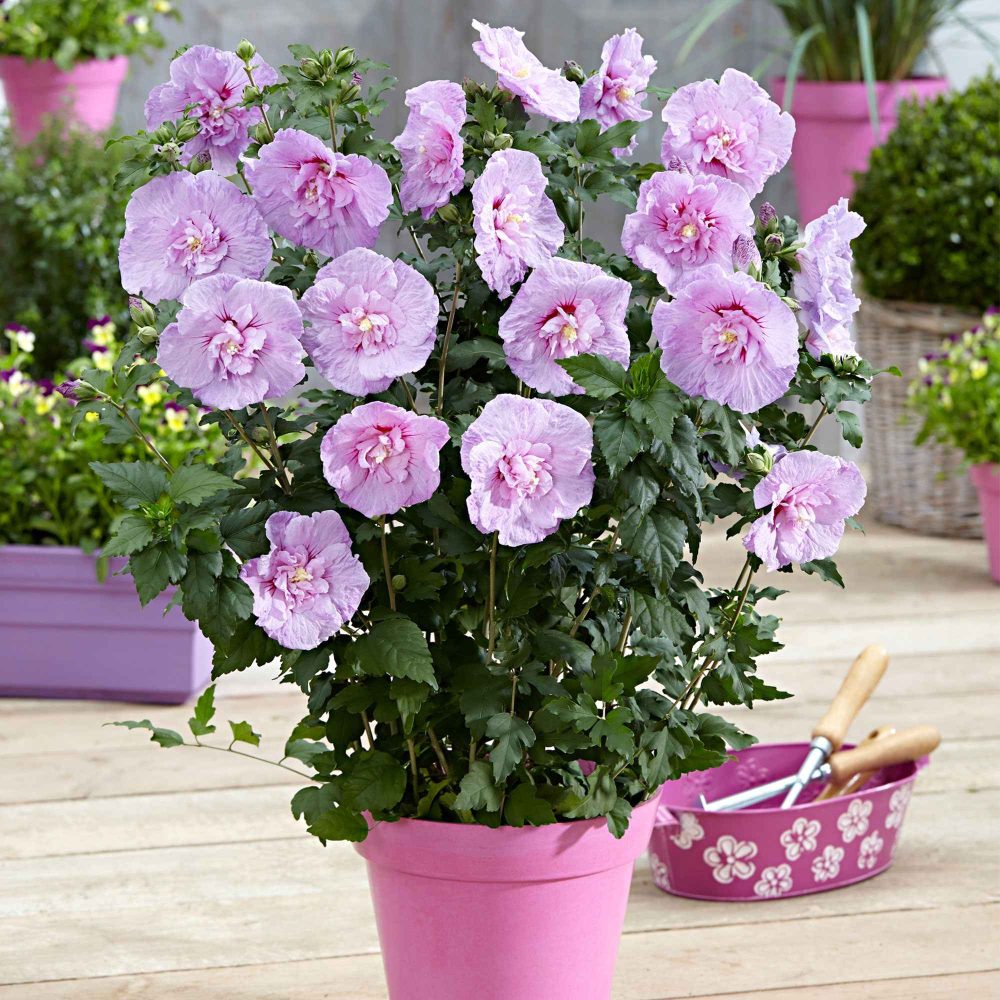 Hibiscus Lavender chiffon Hibiscus syriacus Lavender Chiffon