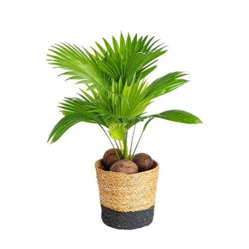 Livingstonia avec son cache pot en céramique H 60 x Ø 17 cm