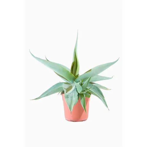 Agaves Variees. Le pot de 8 litres