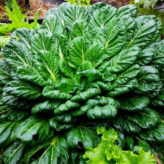 Bio zaden van Pak Choi Tatsoi