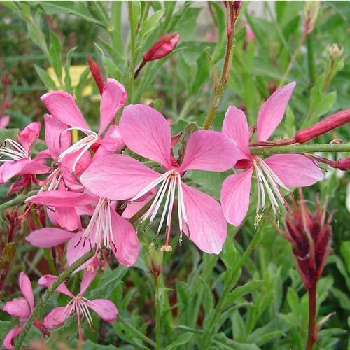 Gaura Lindheimeri Passionate Pink - Le pot de 3 litres