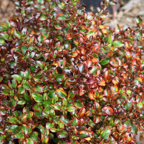Coprosma Tequila Sunrise. Le pot de 4 litres