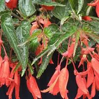 Bégonia pendula - Le pot de 1 litre