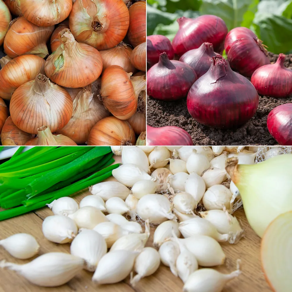 Collection de 3 Oignons: Snowball, Stuttgart, Brunswick Allium cepa snowball, stuttgart, brunswick