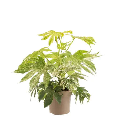Aralia ‘Spider’s Web’ – Fatsia japonica - Pot 4