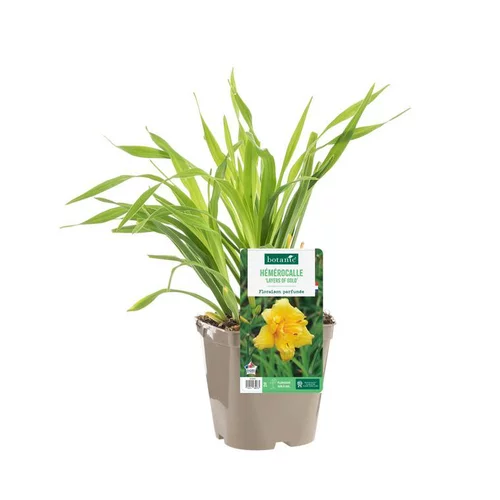Hémérocalle ‘Layers Of Gold’ - Le pot de 2 litres