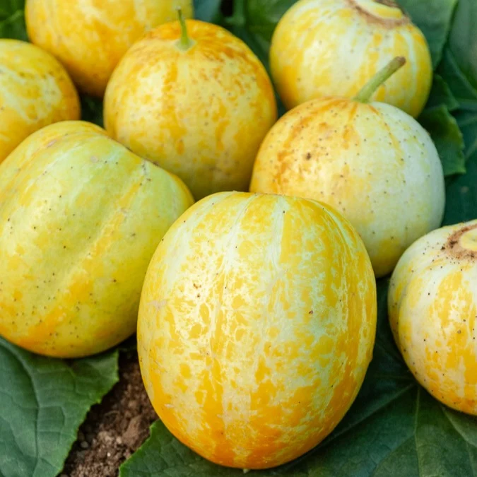 Concombre rond Lemon Cucumis sativus lemon