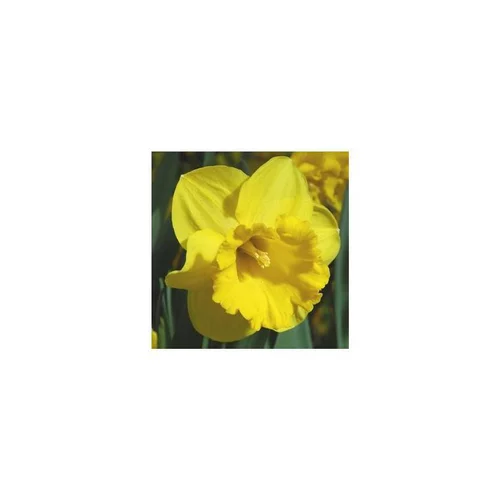 Narcisse Brighton - Le pot de 2,5 litres