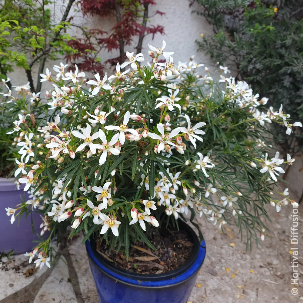 Oranger du Mexique Little Bee Choisya dewitteana Little Bee