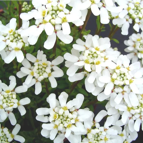 Ibéris Sempervirens ou Corbeille d'argent à fleurs blanches - Le pot Ø 13 cm