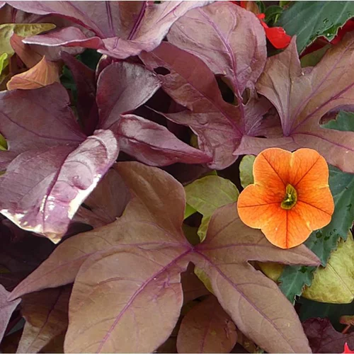 Ipomée ou Volubilis au feuillage décoratif multicolore - Le pot Ø 13 cm