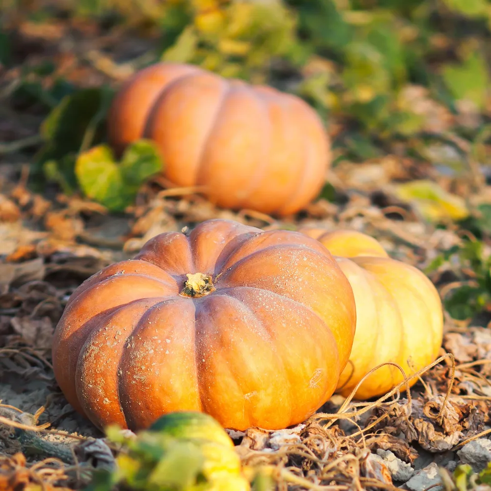 Courge Musquée de Provence Bio Cucurbita maxima musquée de provence
