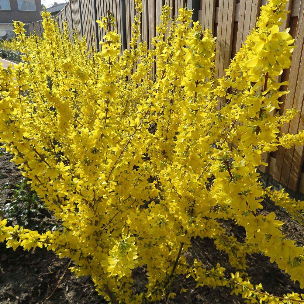Forsythia Mikador Forsythia x intermedia 'mikador'