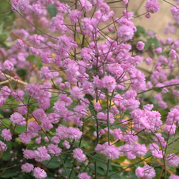 6 x Pigamon de Delavayi – Thalictrum delavayi 'Hewitt's Double' | godet 9cm x 9cm
