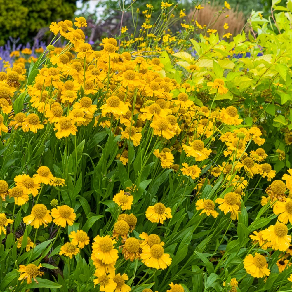 Hélénie d'automne Pumilum Magnificum Helenium autumnale Pumilum Magnificum