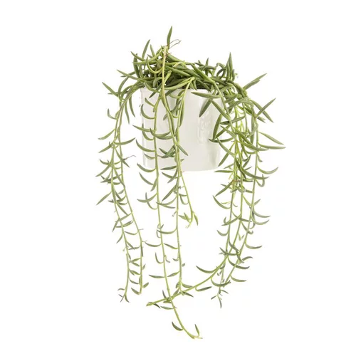 Senecio radicans en pot blanc émaillé H 10 x Ø 15 cm