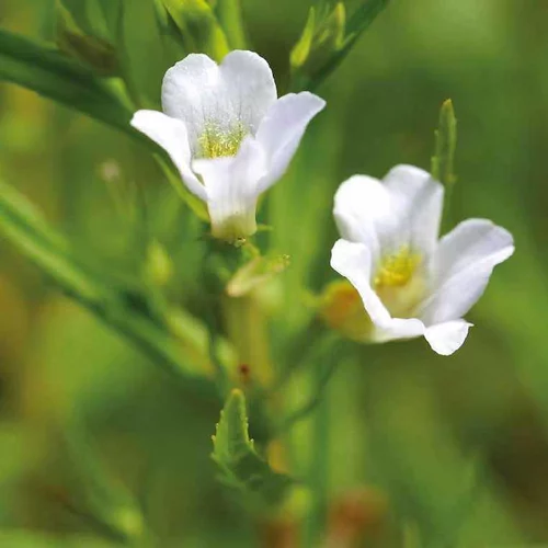 Gratiole officinale godet 9x9 cm