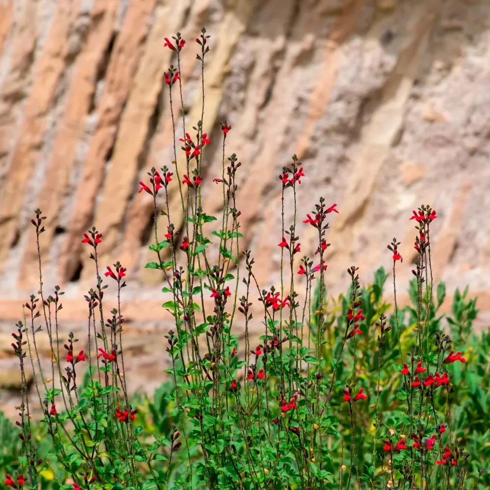 Sauge arbustive Rêve Rouge Salvia x jamensis Reve Rouge