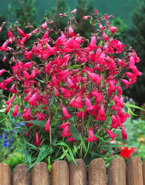 Penstemon ‘Andenken an F. Hahn’ - Le pot de 2 litres
