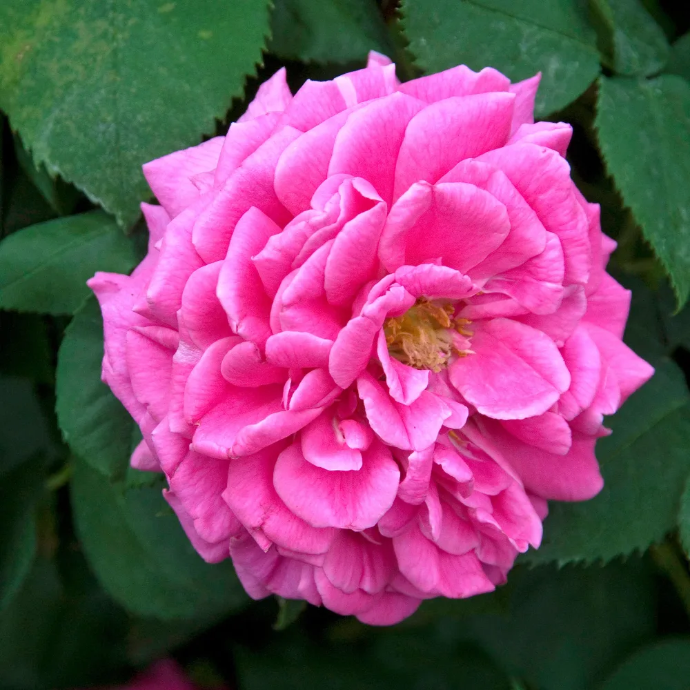Rosier Bourbon grimpant Mme Isaac Pereire Rosa Madame Isaac Pereire