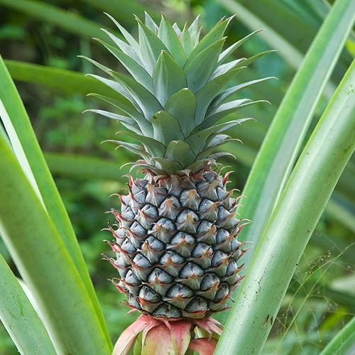 Ananas Ananas comosus