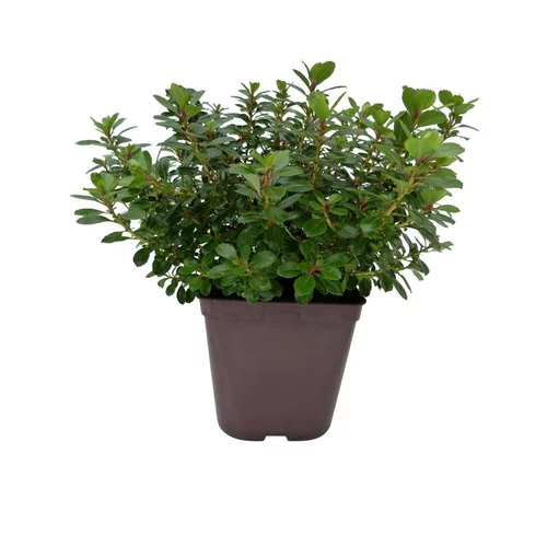 Escallonia Red Dream rouge en pot de 5 L