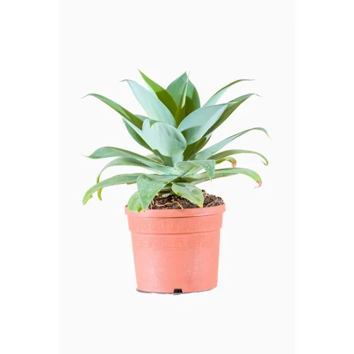 Agave Attenuata (Agave à cou de cygne) en pot de 25 L vert