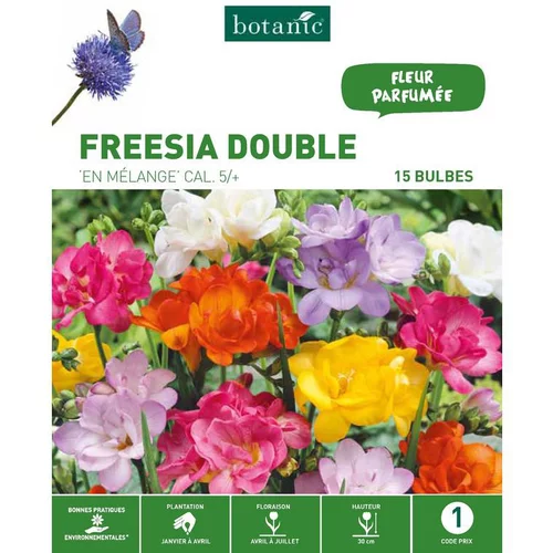 Freesia Double en mélange botanic® - 15 bulbes