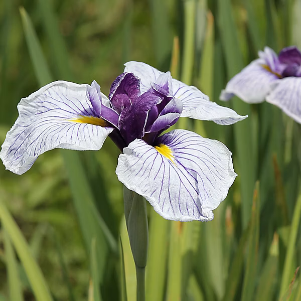 6 x Iris Japonais – Iris ensata ', godet 9cm x 9cm