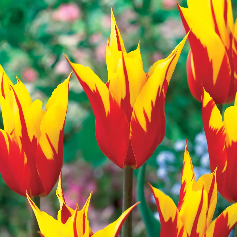 10 tulipes à fleur de lis Ailes de feu Tulipa fire wings