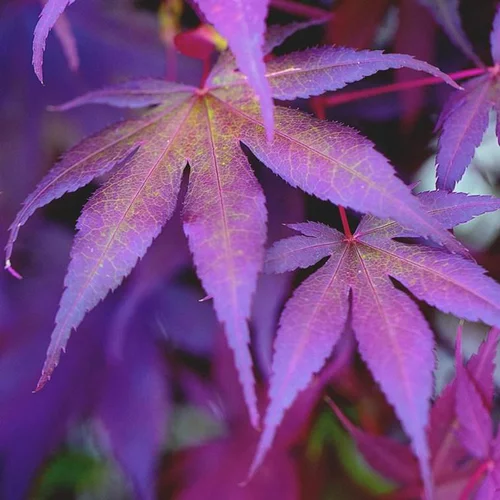 Érable du Japon Bloodgood (Acer Palmatum). Le pot de 3 litres
