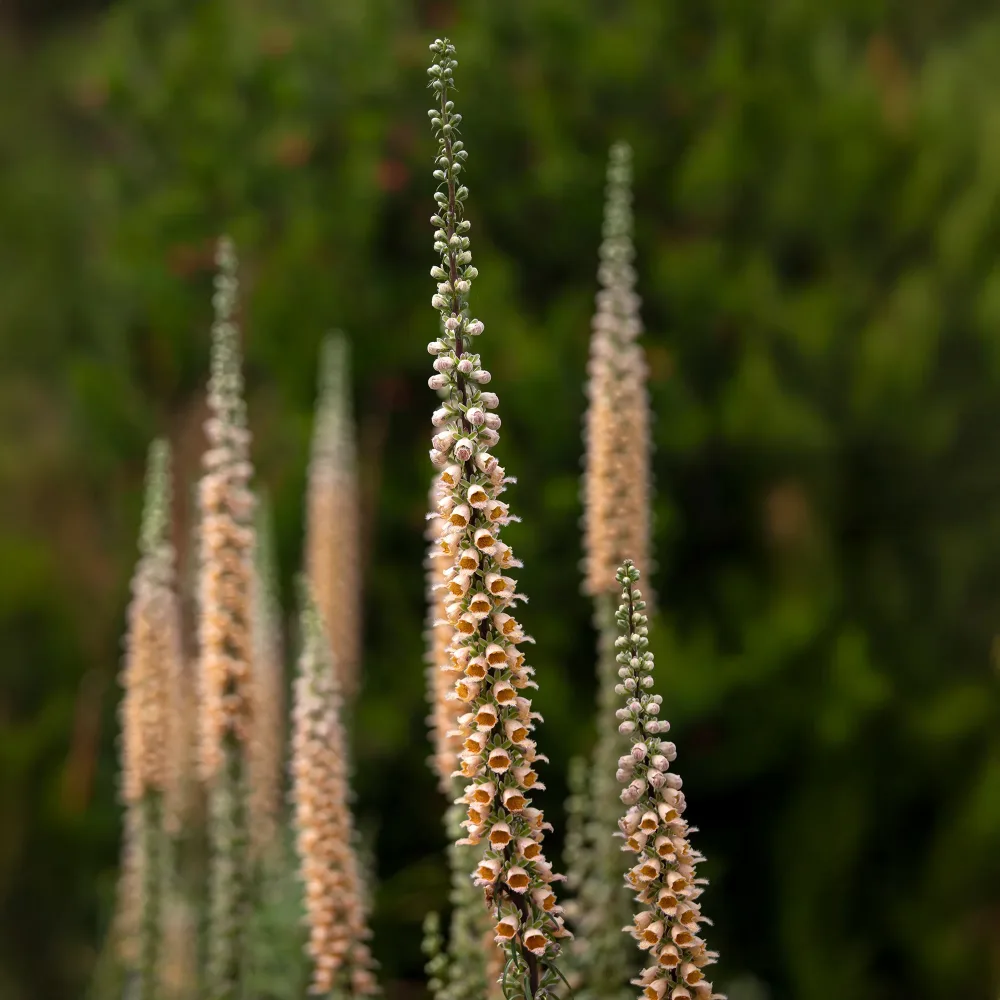 Digitale ferreuse Gigantea Digitalis ferruginea Gigantea