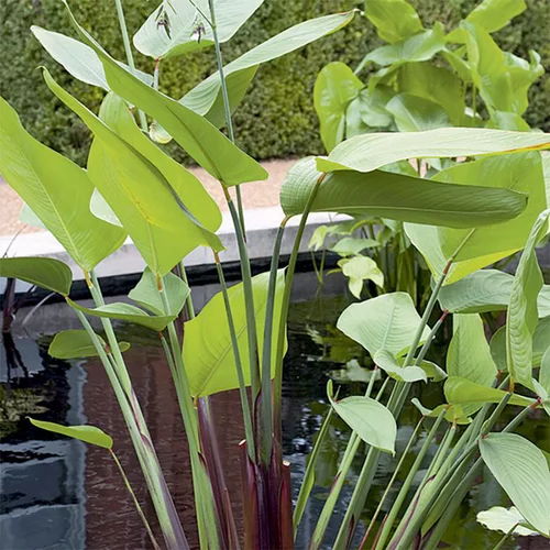 Thalia germinata pot de 3 litres
