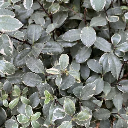 Pittosporum Tenuifolium Midget. Le pot de 4 litres