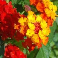 Lantana - Le pot de 20 litres