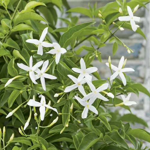 Jasmin en espalier à fleurs blanches - Le pot Ø 17 cm